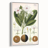 Vintage Botanical Art Prints – Gerbera Plant Illustration
