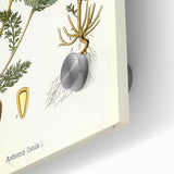 Vintage Botanical Illustration of Chamomile – Botanical Art Prints