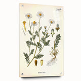 Vintage Botanical Illustration of Chamomile – Botanical Art Prints