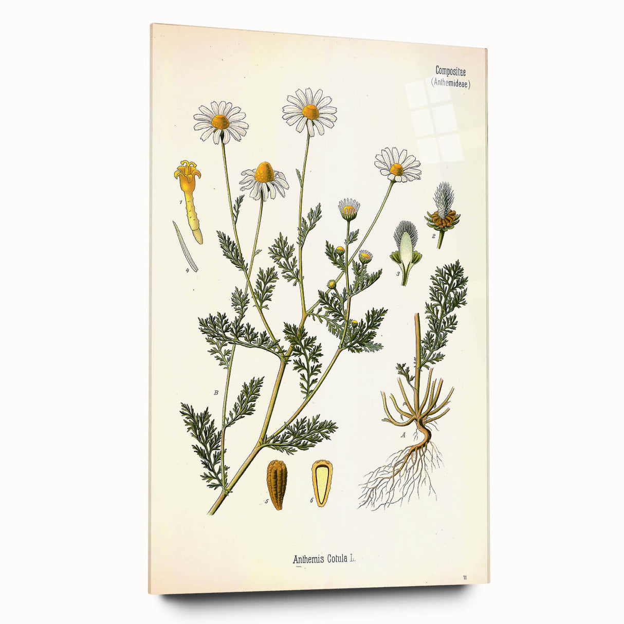 Vintage Botanical Illustration of Chamomile – Botanical Art Prints