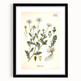 Vintage Botanical Illustration of Chamomile – Botanical Art Prints