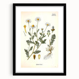 Vintage Botanical Illustration of Chamomile – Botanical Art Prints