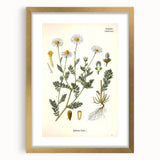 Vintage Botanical Illustration of Chamomile – Botanical Art Prints