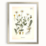 Vintage Botanical Illustration of Chamomile – Botanical Art Prints