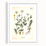 Vintage Botanical Illustration of Chamomile – Botanical Art Prints