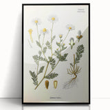 Vintage Botanical Illustration of Chamomile – Botanical Art Prints