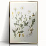 Vintage Botanical Illustration of Chamomile – Botanical Art Prints