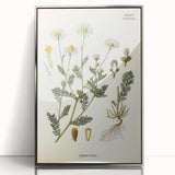 Vintage Botanical Illustration of Chamomile – Botanical Art Prints