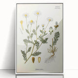 Vintage Botanical Illustration of Chamomile – Botanical Art Prints