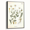 Vintage Botanical Illustration of Chamomile – Botanical Art Prints