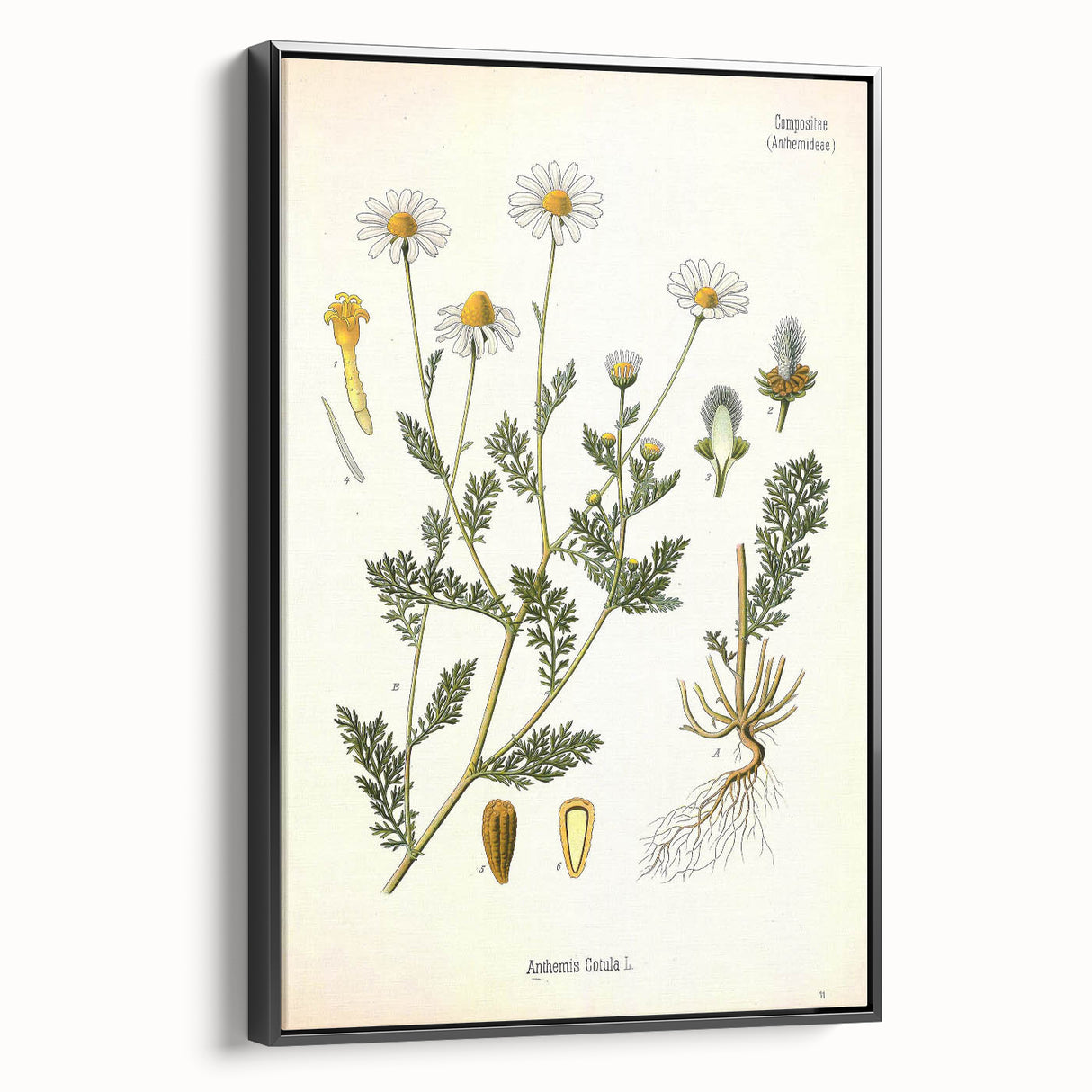 Vintage Botanical Illustration of Chamomile – Botanical Art Prints