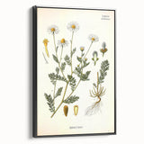 Vintage Botanical Illustration of Chamomile – Botanical Art Prints