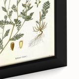 Vintage Botanical Illustration of Chamomile – Botanical Art Prints