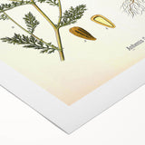 Vintage Botanical Illustration of Chamomile – Botanical Art Prints