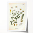 Vintage Botanical Illustration of Chamomile – Botanical Art Prints