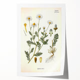 Vintage Botanical Illustration of Chamomile – Botanical Art Prints