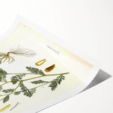 Vintage Botanical Illustration of Chamomile – Botanical Art Prints
