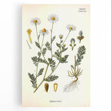 Vintage Botanical Illustration of Chamomile – Botanical Art Prints