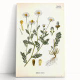 Vintage Botanical Illustration of Chamomile – Botanical Art Prints