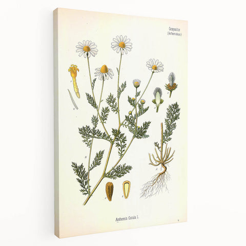 Vintage Botanical Illustration of Chamomile – Botanical Art Prints