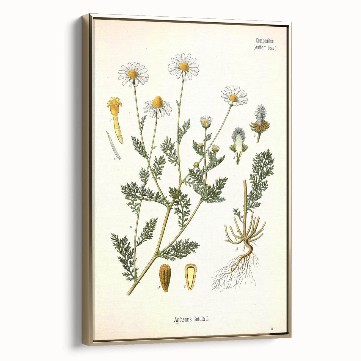 Vintage Botanical Illustration of Chamomile – Botanical Art Prints