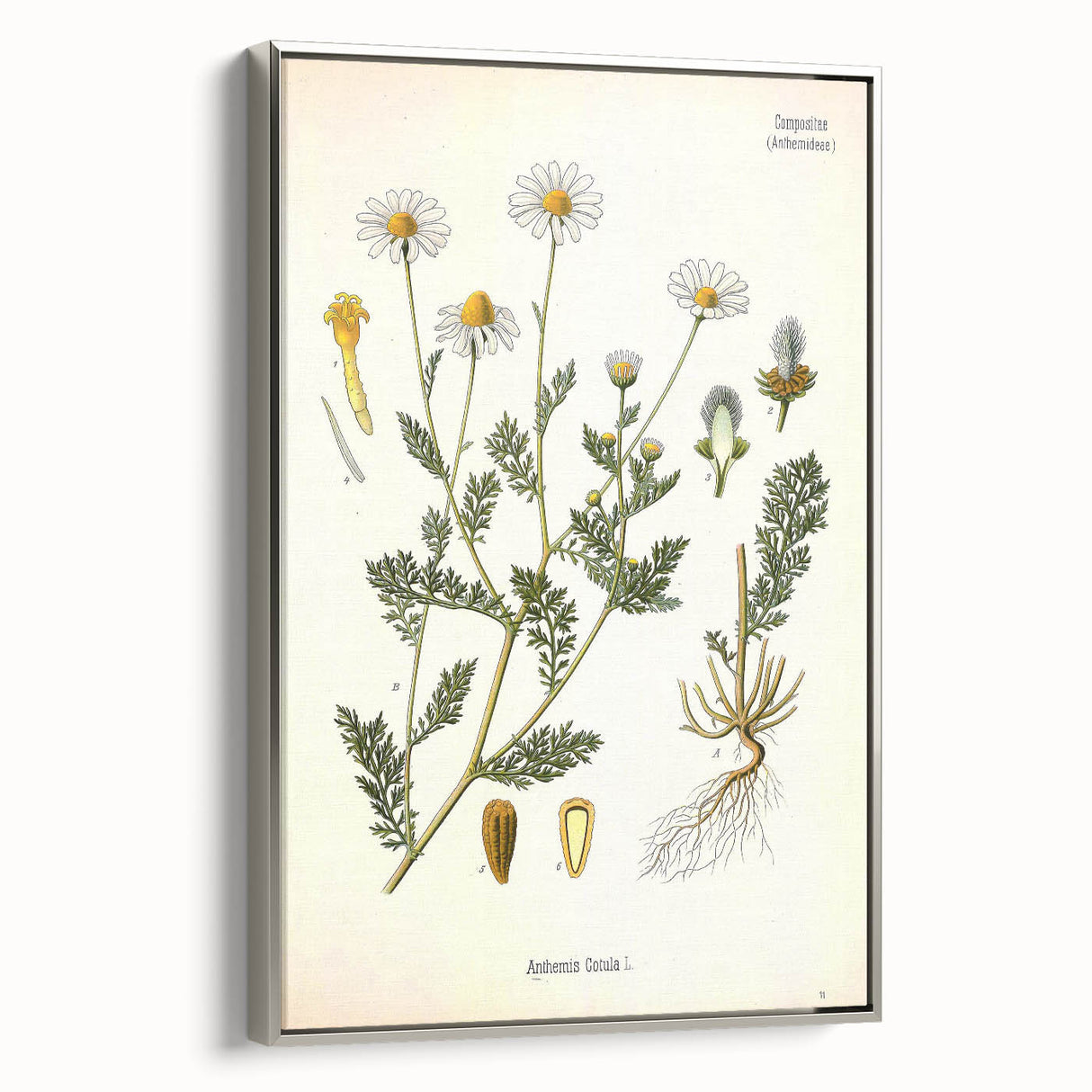 Vintage Botanical Illustration of Chamomile – Botanical Art Prints