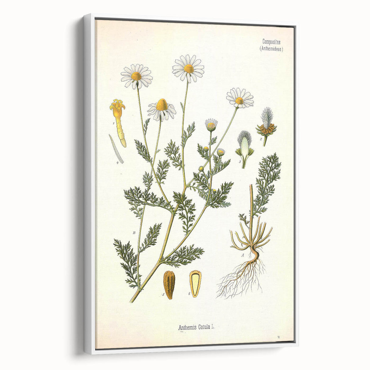 Vintage Botanical Illustration of Chamomile – Botanical Art Prints