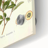 Vintage Botanical Illustration of Pomegranate – Botanical Art Prints