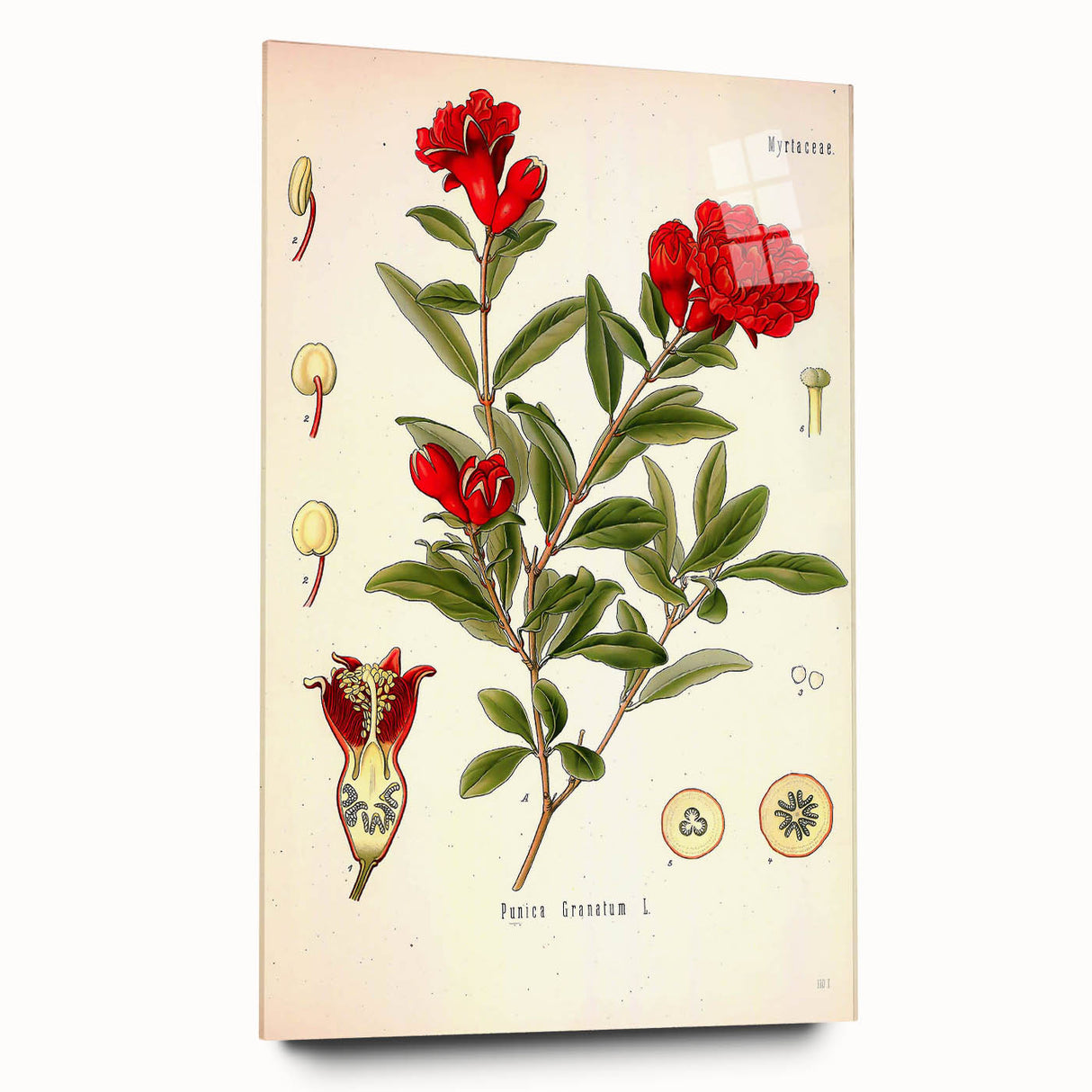 Vintage Botanical Illustration of Pomegranate – Botanical Art Prints
