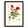 Vintage Botanical Illustration of Pomegranate – Botanical Art Prints