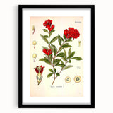 Vintage Botanical Illustration of Pomegranate – Botanical Art Prints