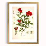 Vintage Botanical Illustration of Pomegranate – Botanical Art Prints