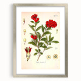 Vintage Botanical Illustration of Pomegranate – Botanical Art Prints