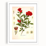 Vintage Botanical Illustration of Pomegranate – Botanical Art Prints