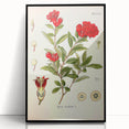 Vintage Botanical Illustration of Pomegranate – Botanical Art Prints