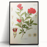 Vintage Botanical Illustration of Pomegranate – Botanical Art Prints