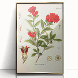 Vintage Botanical Illustration of Pomegranate – Botanical Art Prints