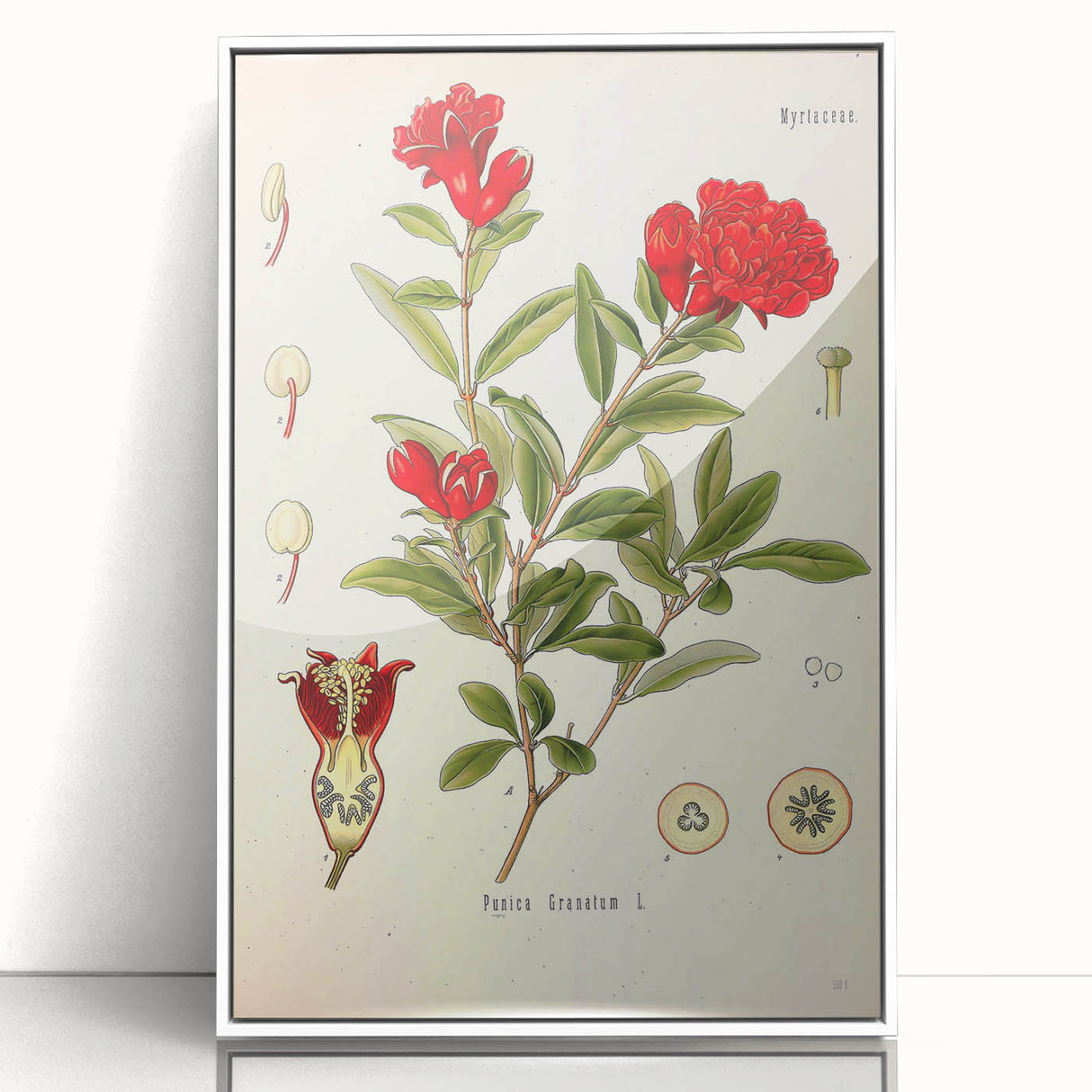 Vintage Botanical Illustration of Pomegranate – Botanical Art Prints