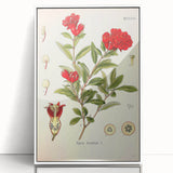 Vintage Botanical Illustration of Pomegranate – Botanical Art Prints