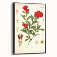 Vintage Botanical Illustration of Pomegranate – Botanical Art Prints