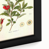 Vintage Botanical Illustration of Pomegranate – Botanical Art Prints