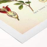 Vintage Botanical Illustration of Pomegranate – Botanical Art Prints