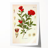 Vintage Botanical Illustration of Pomegranate – Botanical Art Prints
