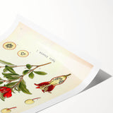 Vintage Botanical Illustration of Pomegranate – Botanical Art Prints