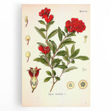 Vintage Botanical Illustration of Pomegranate – Botanical Art Prints