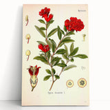 Vintage Botanical Illustration of Pomegranate – Botanical Art Prints