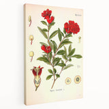 Vintage Botanical Illustration of Pomegranate – Botanical Art Prints