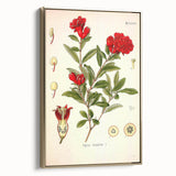 Vintage Botanical Illustration of Pomegranate – Botanical Art Prints