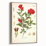 Vintage Botanical Illustration of Pomegranate – Botanical Art Prints