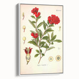 Vintage Botanical Illustration of Pomegranate – Botanical Art Prints